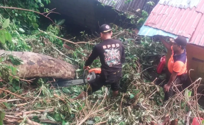 Tim BPBD Padang mengevakuasi pohon tumbang yang menimpa rumah warga di RT 02 RW 02 Gates, Lubuk Begalung, Selasa (16/6/2026). (Foto: BPBD Padang)