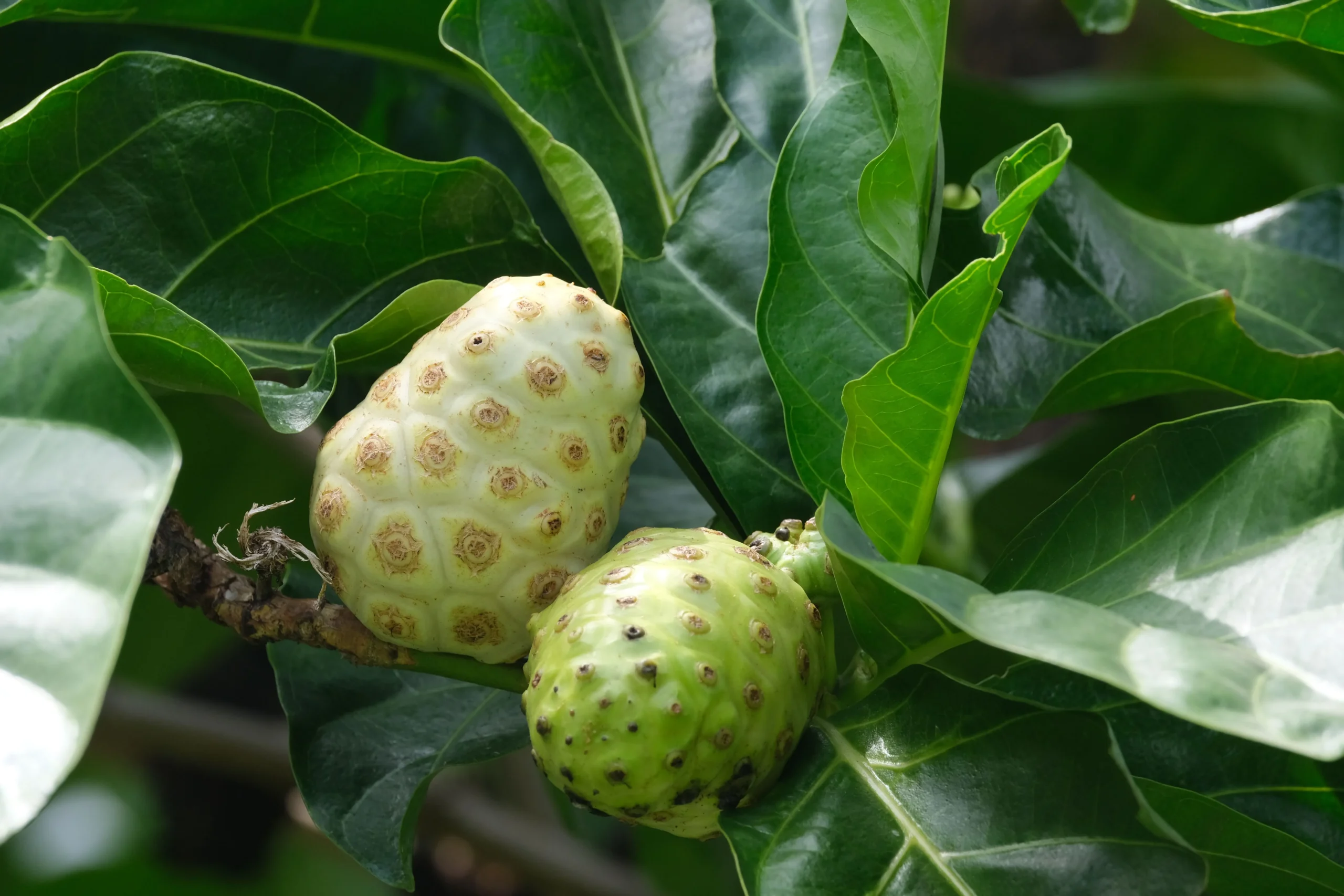 Ilustrasi buah mengkudu. (Foto: Pexels)