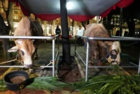 Kemenag mencatat jumlah hewan kurban pada Iduladha 1447 H mencapai 2.032.753 ekor. (Foto: Kemenag)