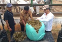 Kementan perkuat cadangan pakan ternak menghadapi kemarau 2026. (Foto: Kementan)