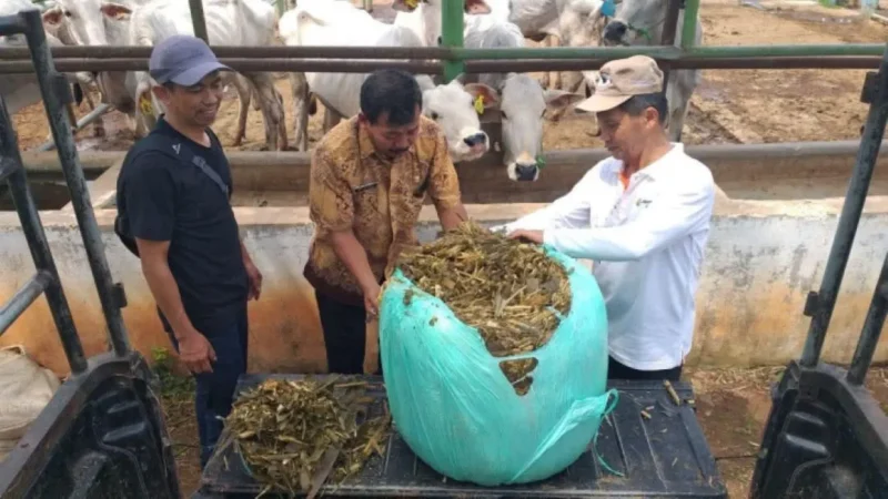 Kementan perkuat cadangan pakan ternak menghadapi kemarau 2026. (Foto: Kementan)
