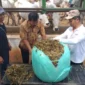 Kementan perkuat cadangan pakan ternak menghadapi kemarau 2026. (Foto: Kementan)