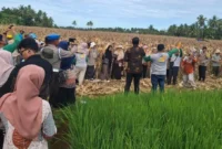 Panen raya jagung pipilan pakan ternak di Kelurahan Koto Panjang Ikur Koto (KPIK), Kecamatan Koto Tangah, Kamis (25/6/2026). (Foto: Pemko Padang)