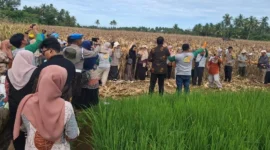 Panen raya jagung pipilan pakan ternak di Kelurahan Koto Panjang Ikur Koto (KPIK), Kecamatan Koto Tangah, Kamis (25/6/2026). (Foto: Pemko Padang)