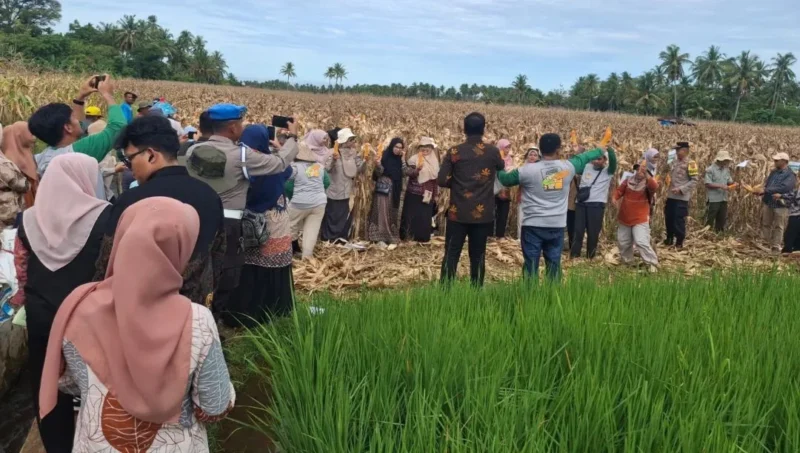 Panen raya jagung pipilan pakan ternak di Kelurahan Koto Panjang Ikur Koto (KPIK), Kecamatan Koto Tangah, Kamis (25/6/2026). (Foto: Pemko Padang)