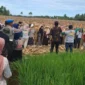 Panen raya jagung pipilan pakan ternak di Kelurahan Koto Panjang Ikur Koto (KPIK), Kecamatan Koto Tangah, Kamis (25/6/2026). (Foto: Pemko Padang)