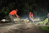 Anggota TRC PB BPBD Padang melakukan pembersihan pohon tumbang di Jalan Sungai Pisang RT 04 RW 02, Kelurahan Teluk Kabung Selatan, Kecamatan Bungus Teluk Kabung, Kota Padang, Kamis (18/6/2026) dini hari. (Foto: BPBD Padang)