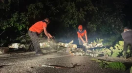 Anggota TRC PB BPBD Padang melakukan pembersihan pohon tumbang di Jalan Sungai Pisang RT 04 RW 02, Kelurahan Teluk Kabung Selatan, Kecamatan Bungus Teluk Kabung, Kota Padang, Kamis (18/6/2026) dini hari. (Foto: BPBD Padang)