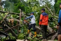 TRC BPBD Padang melakukan pembersihan pohon tumbang yang menimpa rumah warga di RT 02 RW 01, Kelurahan Bukit Gado-Gado, Kecamatan Padang Selatan, Kota Padang, Kamis (18/6/2026). (Foto: BPBD Padang)