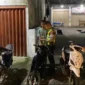 Polres Pariaman menindak sejumlah kendaraan yang diduga terlibat balap liar di Jalan By Pass Jati, Kota Pariaman, Minggu (7/6/2026) dini hari. (Foto: Polda Sumbar)