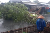 Sebuah pohon mahoni tumbang menimpa warung di Jalan Pertanian, Lubuk Minturun, Kecamatan Koto Tangah, Kota Padang, Minggu (14/6/2026) sekitar pukul 14.26 WIB. (Foto: BPBD Padang)