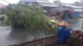Sebuah pohon mahoni tumbang menimpa warung di Jalan Pertanian, Lubuk Minturun, Kecamatan Koto Tangah, Kota Padang, Minggu (14/6/2026) sekitar pukul 14.26 WIB. (Foto: BPBD Padang)