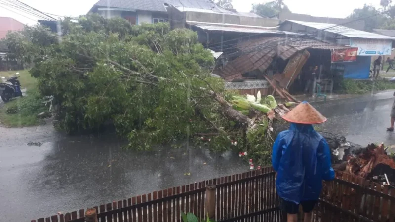 Sebuah pohon mahoni tumbang menimpa warung di Jalan Pertanian, Lubuk Minturun, Kecamatan Koto Tangah, Kota Padang, Minggu (14/6/2026) sekitar pukul 14.26 WIB. (Foto: BPBD Padang)