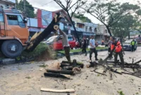 TRC BPBD Padang membersihkan material pohon tumbang di Jalan Raya Padang-Solok, Kelurahan Bandar Buat, Kecamatan Lubuk Kilangan, Kamis (11/6/2026). (Foto: Pusdalops BPBD Padang)