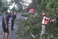 TRC BPBD Padang membersihkan material pohon tumbang di Jalan Padang-Painan Km 17, Minggu (7/6/2026). (Foto: BPBD Padang)