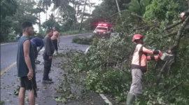 TRC BPBD Padang membersihkan material pohon tumbang di Jalan Padang-Painan Km 17, Minggu (7/6/2026). (Foto: BPBD Padang)