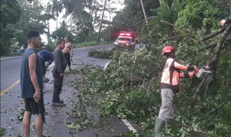 TRC BPBD Padang membersihkan material pohon tumbang di Jalan Padang-Painan Km 17, Minggu (7/6/2026). (Foto: BPBD Padang)