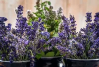 Ilustrasi bunga lavender dan mint. (Foto: Pexels)