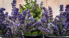 Ilustrasi bunga lavender dan mint. (Foto: Pexels)