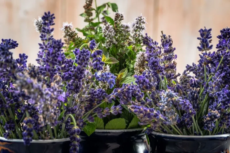 Ilustrasi bunga lavender dan mint. (Foto: Pexels)