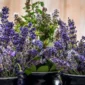 Ilustrasi bunga lavender dan mint. (Foto: Pexels)