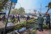 TRC BPBD Padang mengevakuasi pohon tumbang di kawasan Simpang Haru. (Foto: Pemko Padang)