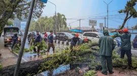 TRC BPBD Padang mengevakuasi pohon tumbang di kawasan Simpang Haru. (Foto: Pemko Padang)