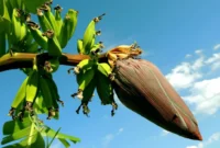 Ilustrasi jantung pisang. (Foto: Pexels)