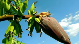 Ilustrasi jantung pisang. (Foto: Pexels)