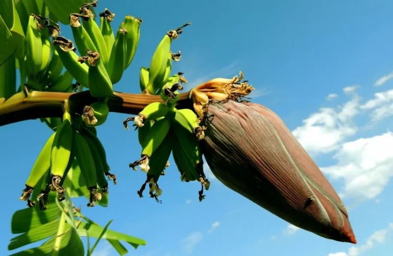 Ilustrasi jantung pisang. (Foto: Pexels)