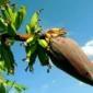 Ilustrasi jantung pisang. (Foto: Pexels)