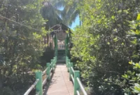 Keindahan hutan mangrove yang sangat terjaga di kawasan Konservasi Penyu Amping Parak, Kecamatan Sutera. (Foto: Dok. Kis)