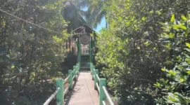 Keindahan hutan mangrove yang sangat terjaga di kawasan Konservasi Penyu Amping Parak, Kecamatan Sutera. (Foto: Dok. Kis)