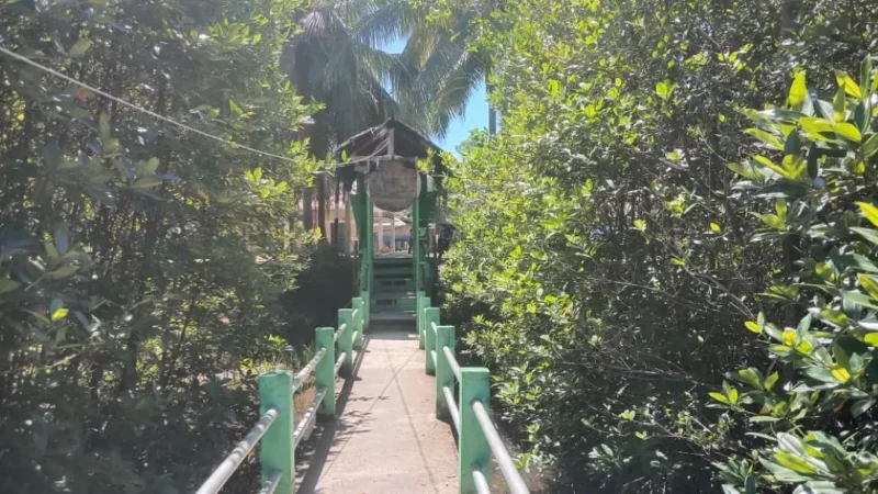 Keindahan hutan mangrove yang sangat terjaga di kawasan Konservasi Penyu Amping Parak, Kecamatan Sutera. (Foto: Dok. Kis)