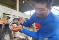 Petugas memeriksa kesehatan hewan ternak. (Foto: Diskominfo Padang)