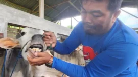 Petugas memeriksa kesehatan hewan ternak. (Foto: Diskominfo Padang)