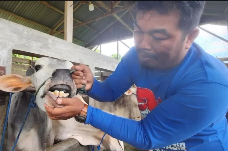 Petugas memeriksa kesehatan hewan ternak. (Foto: Diskominfo Padang)
