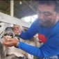 Petugas memeriksa kesehatan hewan ternak. (Foto: Diskominfo Padang)