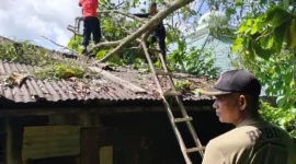 Aanggota TRC PB BPBD Padang mengevakuasi pohon tumbang yang menimpa rumah warga di Karan Bawah RT 005 RW 006, Kelurahan Rawang, Kecamatan Padang Selatan. (Foto: BPBD Padang)