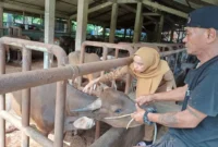 Petugas Distan Padang melakukan vaksinasi kepada hewan ternak untuk mencegah penyerbaran PMK. (Foto: Pemko Padang) 
