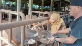 Petugas Distan Padang melakukan vaksinasi kepada hewan ternak untuk mencegah penyerbaran PMK. (Foto: Pemko Padang) 