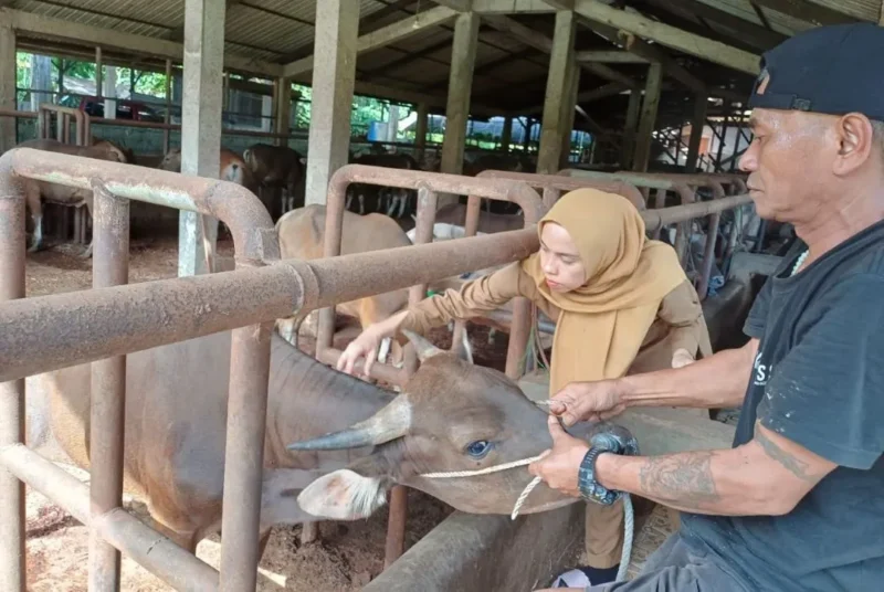 Petugas Distan Padang melakukan vaksinasi kepada hewan ternak untuk mencegah penyerbaran PMK. (Foto: Pemko Padang) 