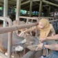 Petugas Distan Padang melakukan vaksinasi kepada hewan ternak untuk mencegah penyerbaran PMK. (Foto: Pemko Padang) 