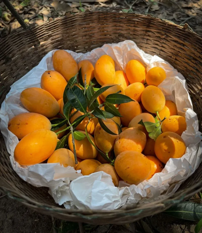 Ilustrasi buah gandaria. (Foto: Pexels)