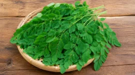 Ilustrasi daun kelor. (Foto: AI Generated)