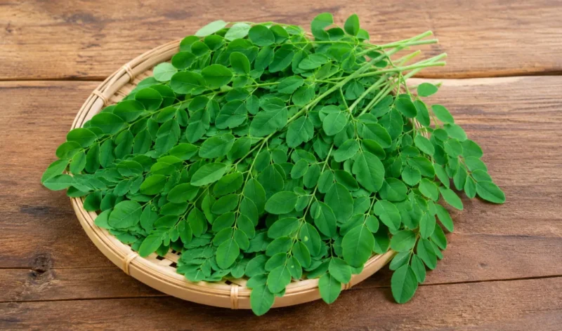 Ilustrasi daun kelor. (Foto: AI Generated)