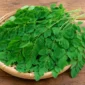 Ilustrasi daun kelor. (Foto: AI Generated)