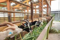 Kementan mengembangkan kambing Saanen di Baturraden. (Foto: Ditjen PKH Kementan)
