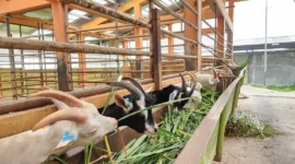 Kementan mengembangkan kambing Saanen di Baturraden. (Foto: Ditjen PKH Kementan)
