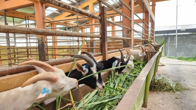Kementan mengembangkan kambing Saanen di Baturraden. (Foto: Ditjen PKH Kementan)